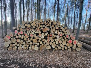Gelagertes Buchenstammholz im Wald mit einer Länge von 3 Meter