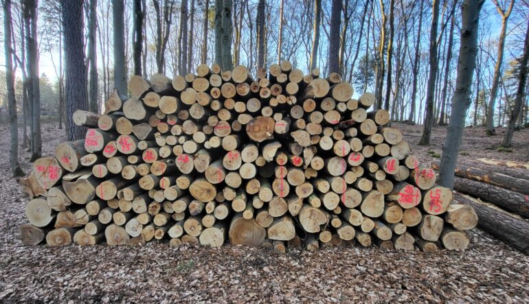 Gelagertes Buchenstammholz im Wald mit einer Länge von 3 Meter